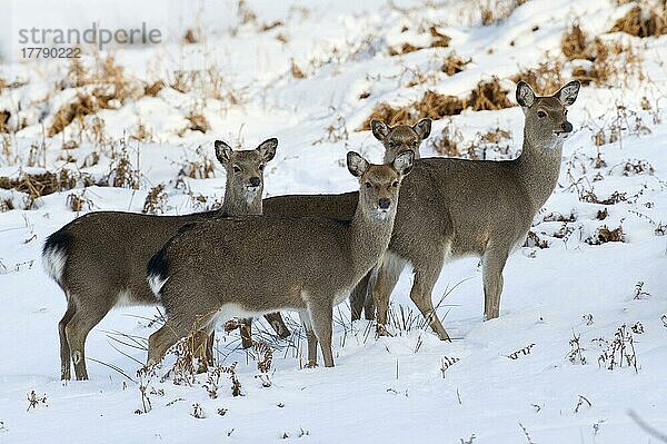 Sikahirsch  Sikahirsche (Cervus nippon)  Hirsche  Huftiere  Paarhufer  Säugetiere  Tiere  Sika Deer hinds and calves  standing in snow  Knole Park  Kent  England  winter