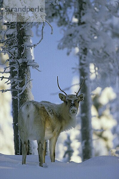 Rentier  Rentiere  Karibu  Karibus  Hirsche  Huftiere  Paarhufer  Säugetiere  Tiere  Reindeer (Rangifer taranous) Standing on snow  trees