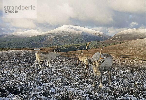 Erwachsene Rentiere (Rangifer tarandus)  die sich von schneebedeckten Hängen ernähren  Cairngorm Mountains  Highlands  Schottland  Winter