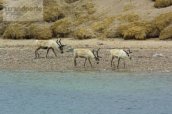 Rentier  Rentiere (Rangifer tarandus)  Karibu  Karibus  Hirsche  Huftiere  Paarhufer  Säugetiere  Tiere  Reindeer three adults  walking on beach  Hamningberg  Finnmark  Norway  summer