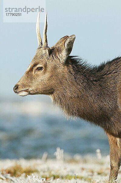 Sika-Hirsch (Cervus nippon) führte Art  Hirsch  Winterfell  Nahaufnahme des Kopfes  bei Frost ein  Kent  England  Januar