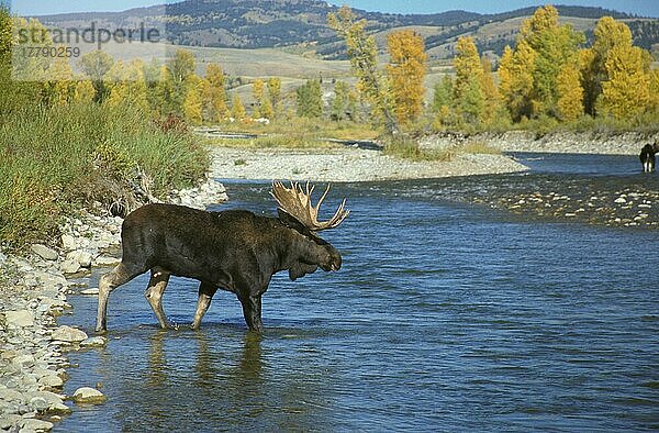 Elch  Elche (Alces alces)  Hirsche  Huftiere  Paarhufer  Säugetiere  Tiere  Moose Bull crossing Gros Ventre River  Wyoming  USA  Nordamerika