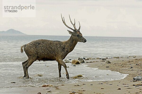 Mähnenhirsch  Mähnenhirsche  Rusa  Hirsche  Huftiere  Paarhufer  Säugetiere  Tiere  Flores Rusa (Rusa timorensis floresiensis) adult male  walking in tideline on beach  Komodo N. P. Komodo Island  Lesser Sunda Islands