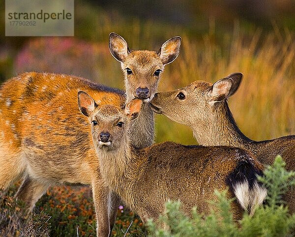 Sikahirsch  Sikahirsche (Cervus nippon)  Hirsche  Huftiere  Paarhufer  Säugetiere  Tiere  Sika Deer hind  immature and calf  grooming  Arne RSPB Reserve  Dorset  England  autumn