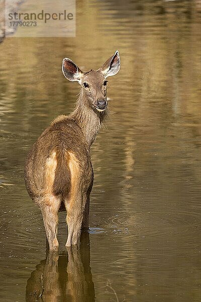 Sambar (Rusa unicolor)  erwachsene Frau  steht im Wasser am Rande einer Wasserstelle  Ranthambore N. P. Rajasthan  Indien  März  Asien