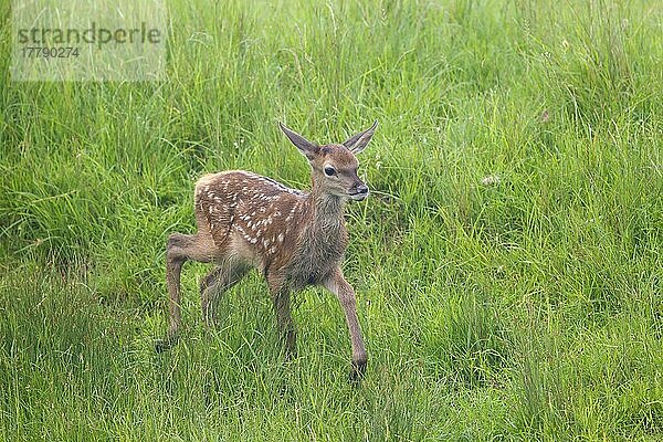 Rothirsch  Rothirsche (Cervus elaphus)  Hirsche  Huftiere  Paarhufer  Säugetiere  Tiere  Red Deer calf  walking in meadow  Suffolk  England  june