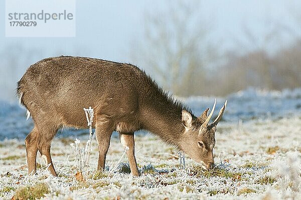 Sika-Hirsch (Cervus nippon) führte Arten ein  Hirsch  Winterfell  ernährt sich von frostigem Gras  Kent  England  Januar