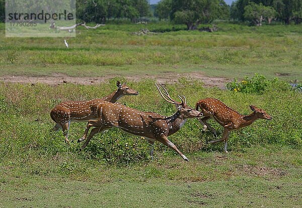 Cervus axis  Axishirsch  Axishirsche  Chital  Hirsche  Huftiere  Paarhufer  Säugetiere  Tiere  male spotted deeer runs with females
