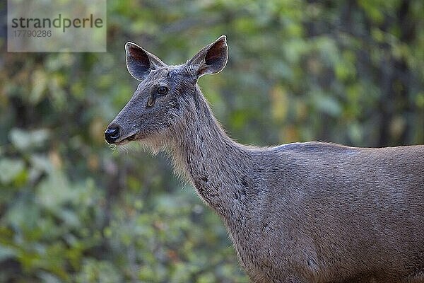 Sambar (Rusa unicolor)  erwachsene Frau  Nahaufnahme von Kopf und Hals  Kanha N. P. Madhya Pradesh  Indien  Asien