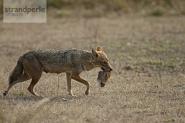 Golden Jackal (Canis aureus)  erwachsen  fressend  Kopf eines toten gefleckten Hirsches tragend (Achsenachse)  Kanha N. P. Madhya Pradesh  Indien  Asien