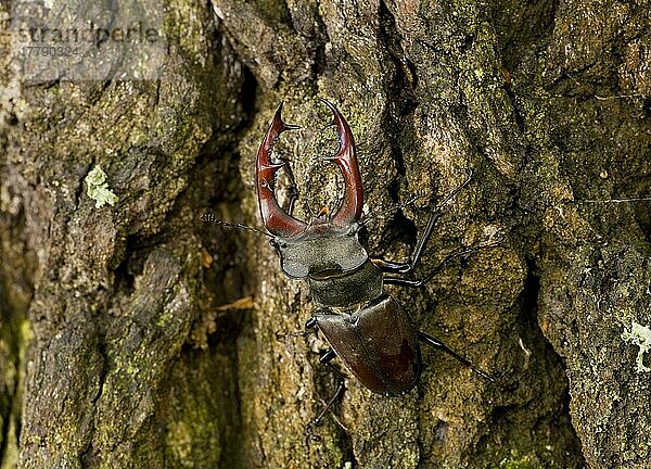 Hirschkäfer (Lucanus cervus)  Andere Tiere  Insekten  Käfer  Tiere  Stag Beetle adult male  on oak bark  Breite  Transylvania  Romania