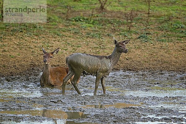 Rothirsch (Cervus elaphus)  Hirsch mit Kalb  im Schlamm schwelgend  während der Brunftzeit  Minsmere RSPB Reserve  Suffolk  England  Oktober