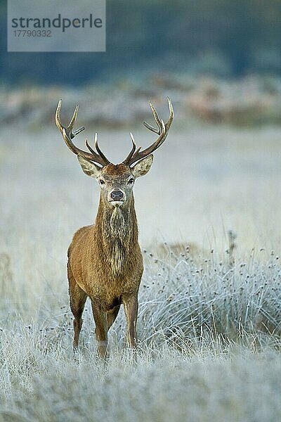 Rothirsch (Cervus elaphus)  Hirsch  steht am Morgen inmitten frostbedeckter Vegetation  Surrey  England  Oktober