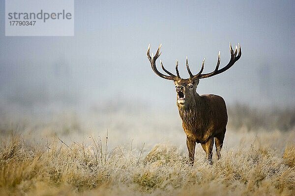 Rothirsch (Cervus elaphus) reifer Hirsch  röhrend  im Frost stehend an einem nebligen Morgen während der Brunftzeit  Richmond Park  London  England  Oktober