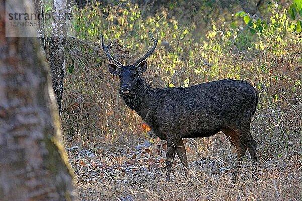 Sambar (Cervus unicolor) erwachsener Mann  stehend im Wald  Nagarhole (Rajiv Gandhi N. P.)  Karnataka  Indien  Februar  Asien