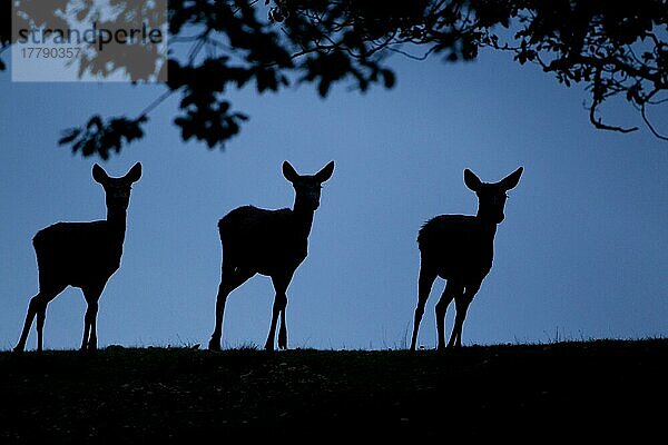 Rotwild (Cervus elaphus) drei Hirsche  Silhouette in der Dämmerung  während der Brunftzeit  Bradgate Park  Leicestershire  England  November