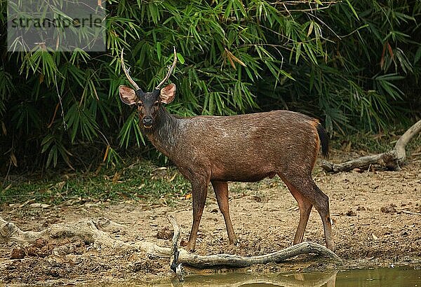 Sambar (Cervus unicolor)  erwachsener Mann  stehend am Rande einer Wasserstelle im Wald  Kaeng Krachan N. P. Thailand  Februar