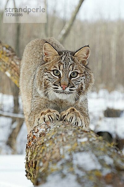 Bobcat (Lynx rufus) erwachsen  Krallen am Ast  im Schnee  Minnesota  U. S. A. Januar (in Gefangenschaft)