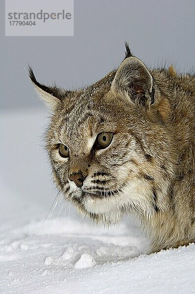 Bobcat (Lynx rufus) erwachsen  Nahaufnahme des Kopfes  im Schnee (U.) S. A