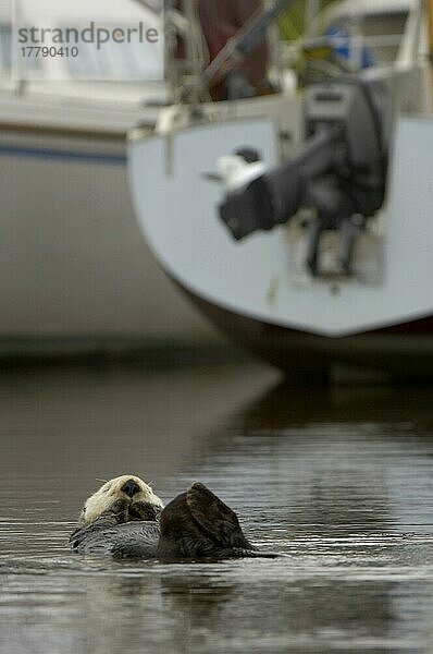 Auf dem Wasser schlafender erwachsener Seeotter (Enhydra lutris)  im Hafen mit Booten  Monterey  Kalifornien (U.) S. A