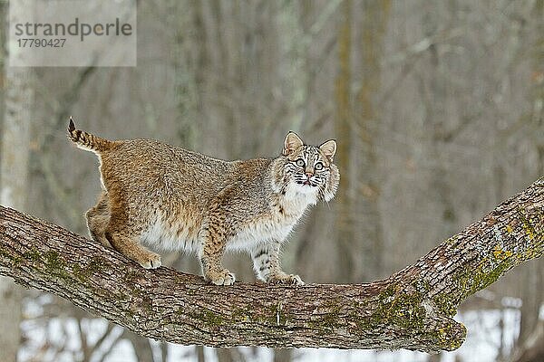 Bobcat (Lynx rufus) erwachsen  stehend auf Baumast  Minnesota  U. S. A. Januar (in Gefangenschaft)