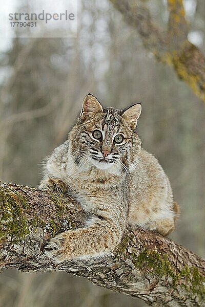 Bobcat (Lynx rufus) erwachsen  auf Baumast ruhend  Minnesota  U. S. A. Januar (in Gefangenschaft)
