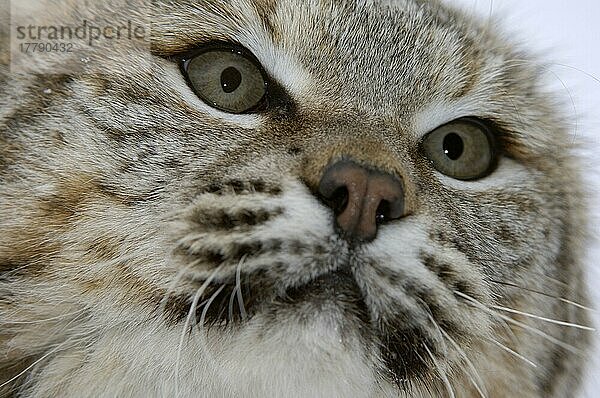 Bobcat (Lynx rufus) erwachsen  Nahaufnahme des Gesichts (U.) S. A