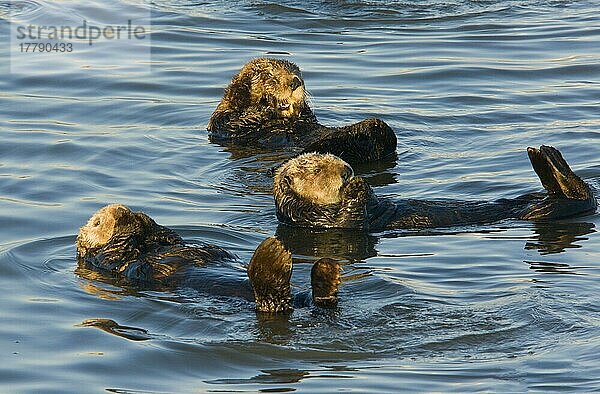 Seeotter (Enhydra lutris) drei Erwachsene  ruhend an der Meeresoberfläche  Pazifischer Ozean  Südkalifornien (U.) S. A. November