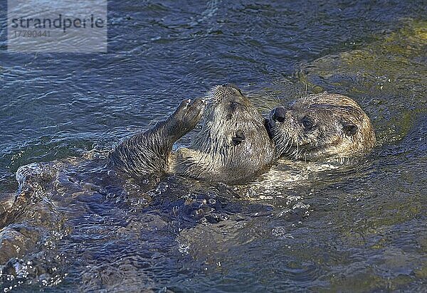 Nordamerikanischer Flussotter (Lontra canadensis)  erwachsenes Paar  spielt im Wasser  Kanada  Nordamerika