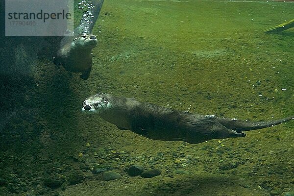 Nordamerikanischer Flussotter (Lontra canadensis) zwei Erwachsene  unter Wasser schwimmend (in Gefangenschaft)