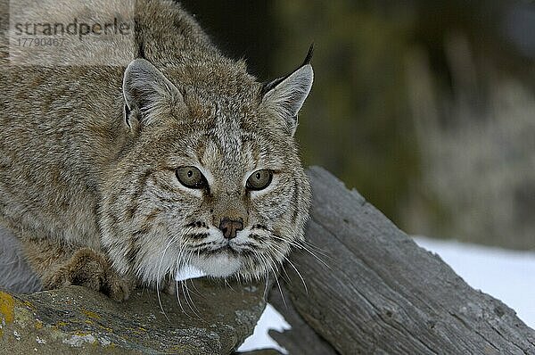 Bobcat (Lynx rufus) erwachsen  Nahaufnahme des Kopfes  aufmerksam (U.) S. A