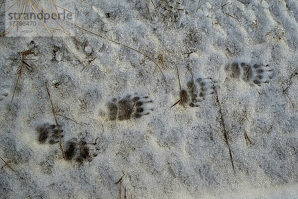 Dachs  Dachse (Meles meles)  Marderartige  Raubtiere  Säugetiere  Tiere  Eurasian Badger footprints in snow  Dumfries and Galloway  Scotland  december