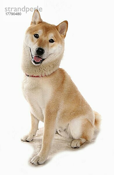 Haushund  Shiba Inu  erwachsener Rüde  mit Halsband  sitzend