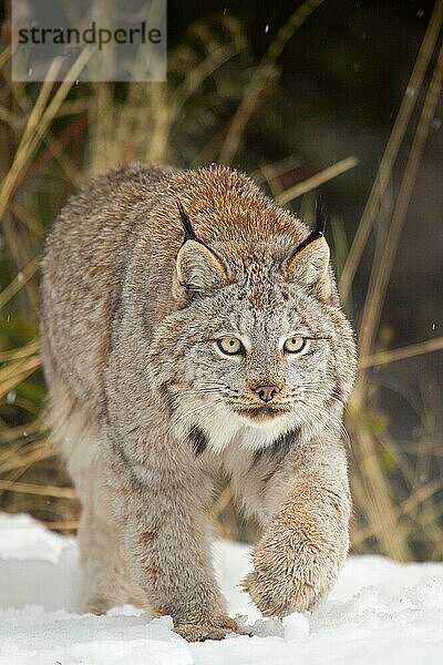 Kanadischer Luchs (Lynx canadensis) ausgewachsen  zu Fuß im Schnee  Montana  U. S. A. Januar (in Gefangenschaft)