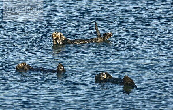 Seeotter (Enhydra lutris) drei Erwachsene  ruhend und schwimmend auf dem Rücken  Mooslandung  Kalifornien (U.) S. A