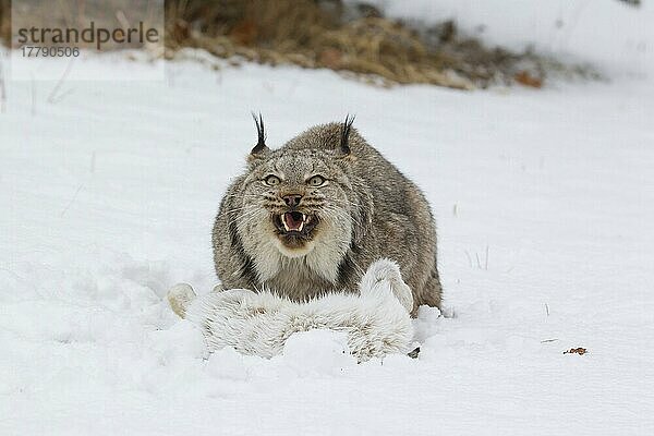 Kanadischer Luchs (Lynx canadensis) erwachsen  auf Schnee mit aggressiver offener Maulhaltung zum Schutz der Beute Schneeschuhhasen (Lepus americanus)  Minnesota (in Gefangenschaft)  Januar  USA  Nordamerika