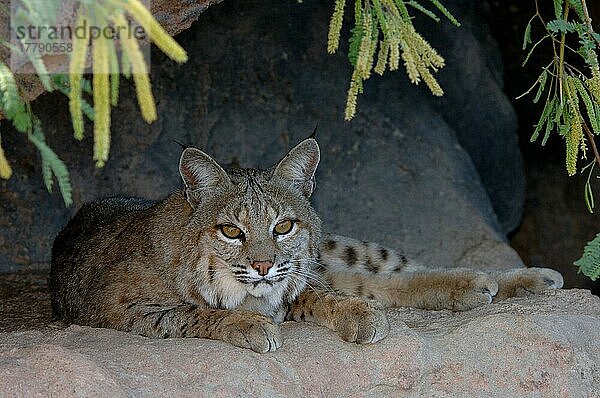 Bobcat (Lynx rufus) Rastend  in Gefangenschaft  Arizona (U.) S. A