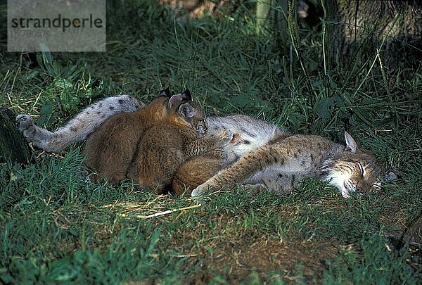 wrangeli  Sibirischer Luchs  Sibirische Luchs  Europäischer Luchs  Europäische Luchse (Felis lynx)  Raubkatzen  Raubtiere  Säugetiere  Tiere  Siberian Lynx (Lynx lynnx wrangeli) Female suckling 6 week old kittens