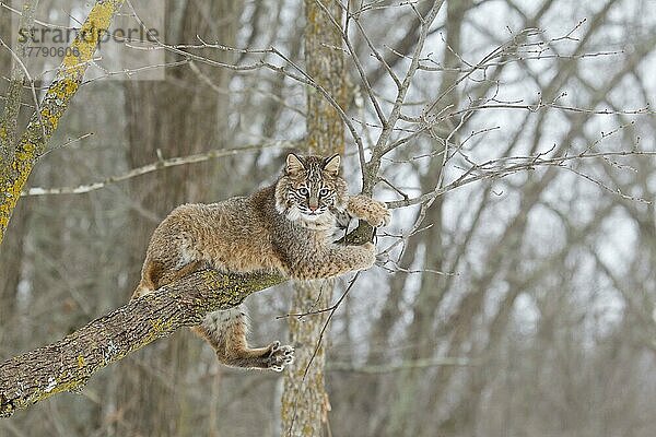 Bobcat (Lynx rufus) erwachsen  auf Baumast ruhend  Minnesota  U. S. A. Januar (in Gefangenschaft)