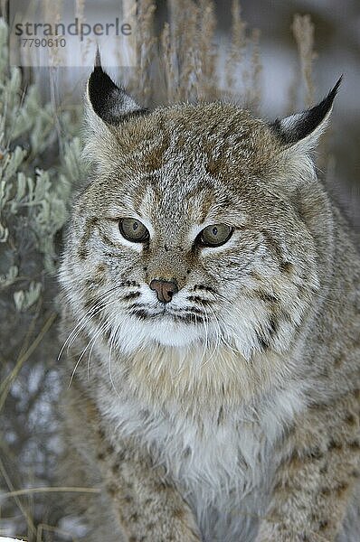 Bobcat (Lynx rufus) erwachsen  Nahaufnahme  im Schnee (U.) S. A