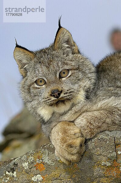 Kanadischer Luchs (Lynx canadensis) erwachsen  Nahaufnahme von Kopf und Vorderpfoten  auf Felsen ruhend (U.) S. A