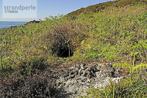 Europäischer Fischotter (Lutra lutra)  Europäische Fischotter  Marderartige  Raubtiere  Säugetiere  Tiere  European Otter holt with spraint heap  coastal habitat  Coll  Inner Hebrides  Scotland