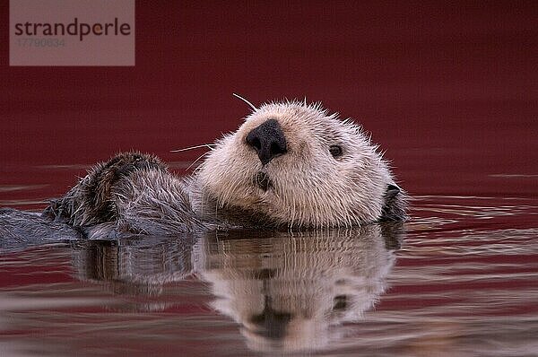 Seeotter (Enhydra lutris) erwachsen  Nahaufnahme des Kopfes  auf dem Rücken liegend im Wasser  Monterey  Kalifornien (U.) S. A