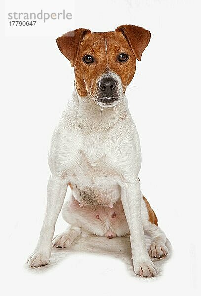 Haushund  Plummer Terrier  erwachsene Hündin  sitzend