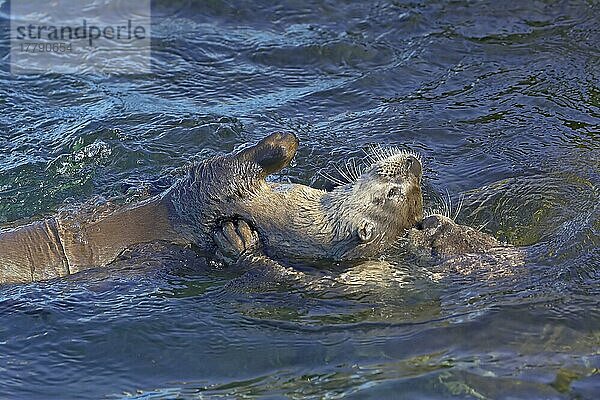 Nordamerikanischer Flussotter (Lontra canadensis)  erwachsenes Paar  spielt im Wasser  Kanada  Nordamerika