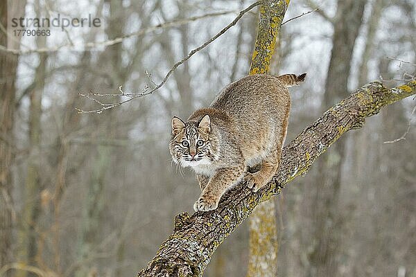 Bobcat (Lynx rufus)  erwachsen  auf einem Ast gehend  Minnesota  U. S. A. Januar (in Gefangenschaft)