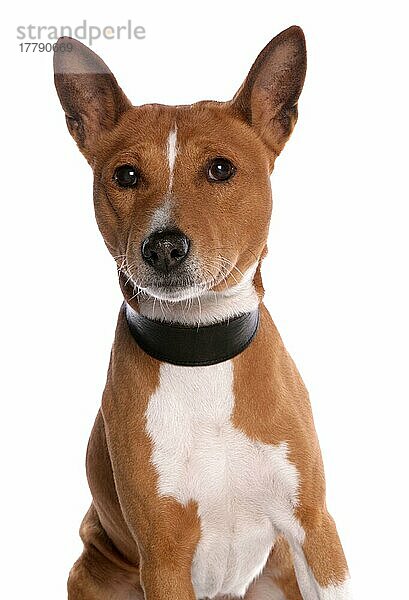 Haushund  Basenji  erwachsener Rüde  mit Halsband  Nahaufnahme des Kopfes