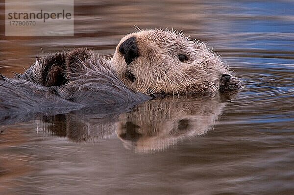 Auf Wasser ruhender erwachsener Seeotter (Enhydra lutris)  Nahaufnahme des Kopfes  Monterey  Kalifornien (U.) S. A