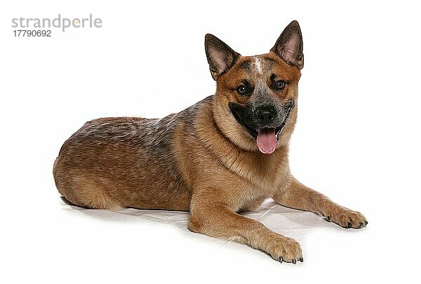 Haushund  Australischer Cattle Dog  erwachsen  liegend