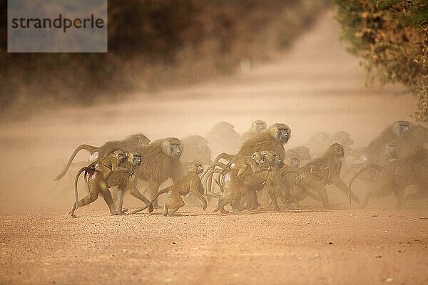 Guinea-Pavian (Papio papio) erwachsene Männchen  erwachsene Weibchen  die Babys und Jungtiere tragen  Gruppe überquert staubige Schotterstraße  Gambia  Afrika